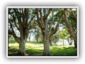 Garden Island Lawn Area