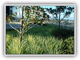 Sky City  Podium Planter Box